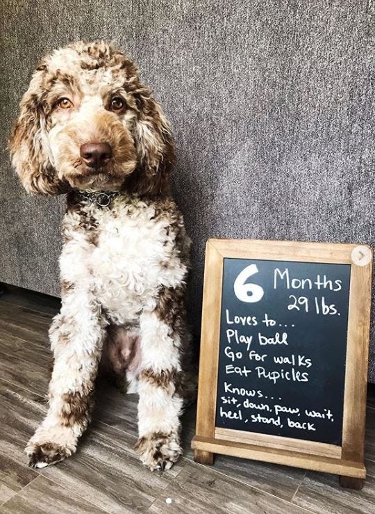 Labradoodle Training Guide — How to Train a Labradoodle in Easy Steps