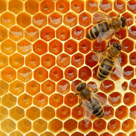 Everlastingly Honey bee Nectar. Nectar as human food, with the longest
