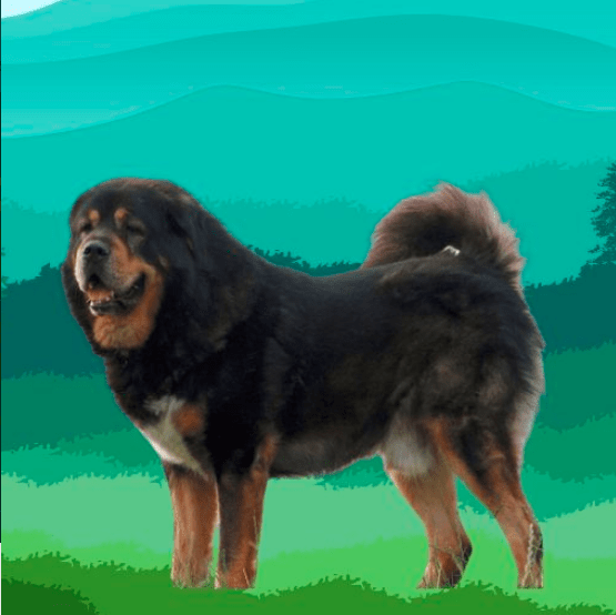 The Tibetan Mastiff Incredible Bite Force in PSI by Anum Najeeb Medium