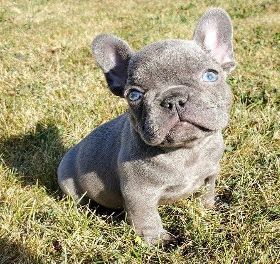 “The Adorable Charm of French Bulldog Puppies A Guide for Dog Lovers