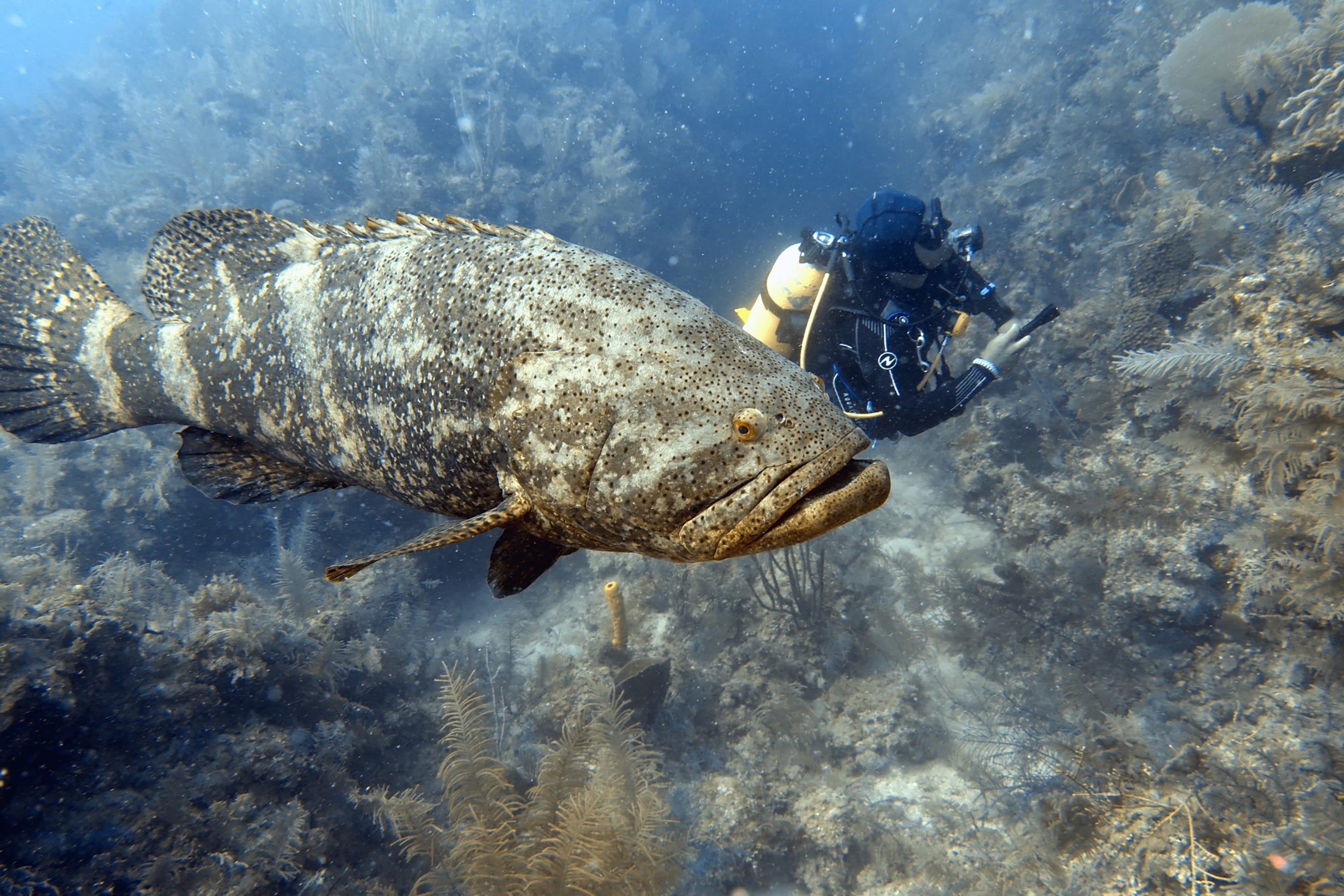 What are Ideal Water Conditions for Grouper MyWaterEarth&Sky