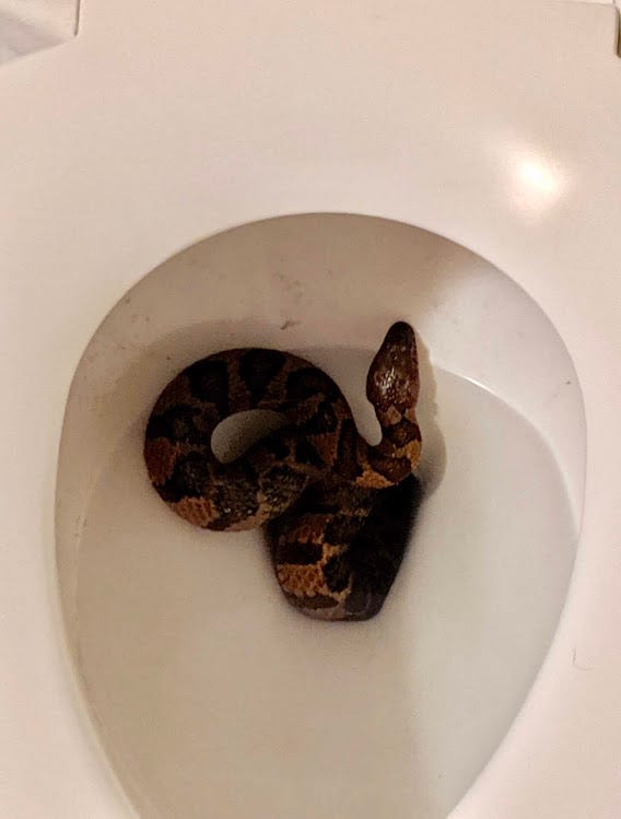 The Tale of a Toilet Snake. Once we found a rather healthy midland… by Mary F. Dansak Medium