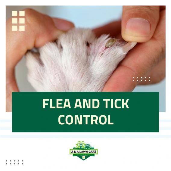 Lawn Treatments For Ticks A&A Lawncare Medium