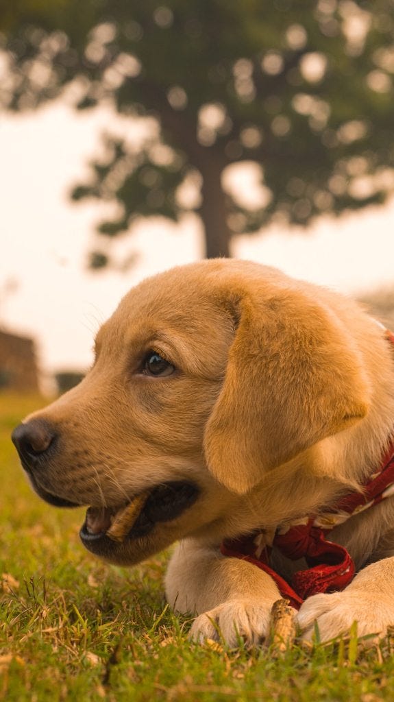 Dogs Understand Human Speech. Is It Possible for a Dog to Understand