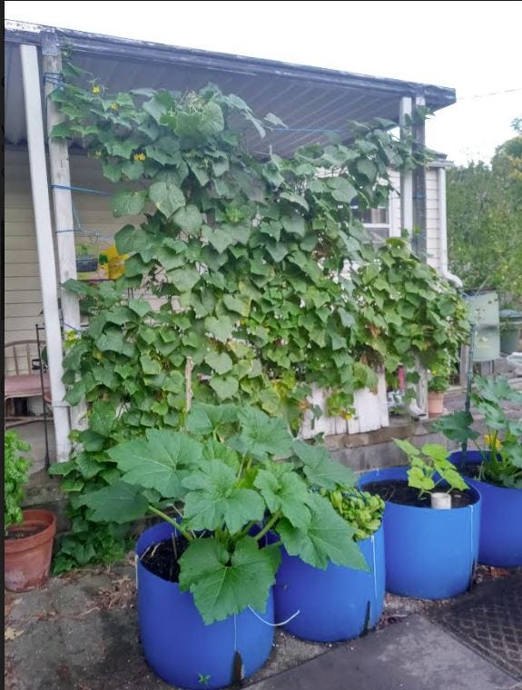 How to Grow Cucumbers. Punji sticks, cats, groundhogs — what… by