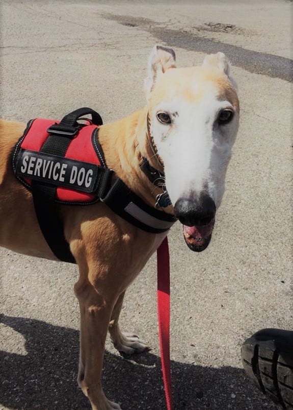 Does A Service Dog Need To Wear A Vest