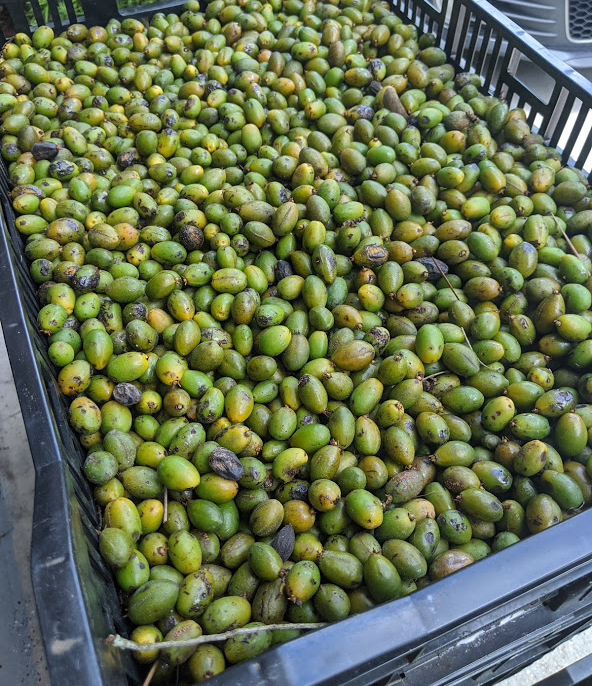 Saw Palmetto Berries A Brief Overview Medium