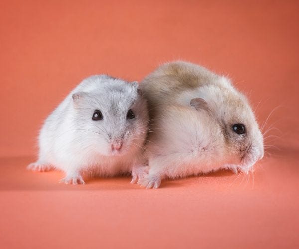 What Do Hamsters See and Hear? Understanding Their Senses and Abilities
