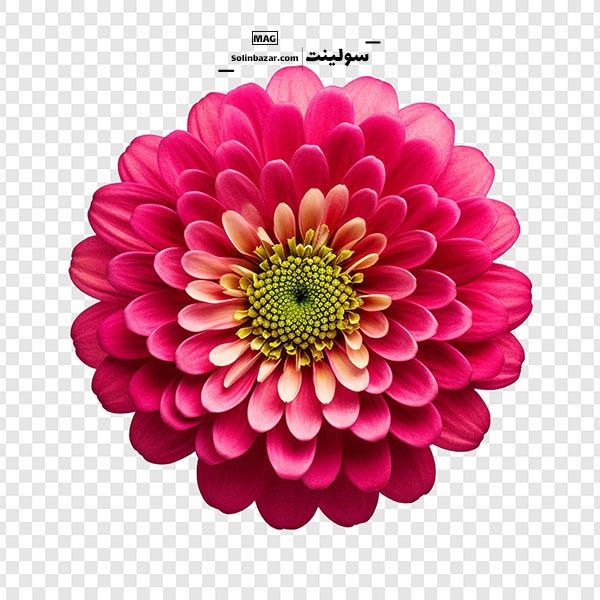 How can I keep my flowers fresh overnight without water? by