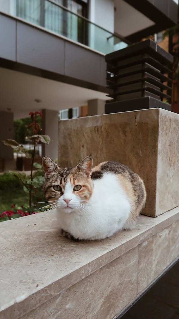 Do Munchkin Cats Have Shorter Lifespans compared to other cat breeds