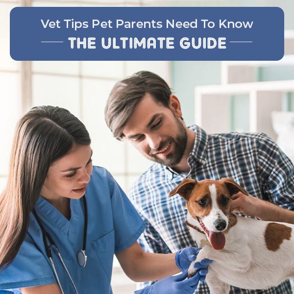 Pet Parents Need to Know These Vet Tips petcaresupplies Laytonalice