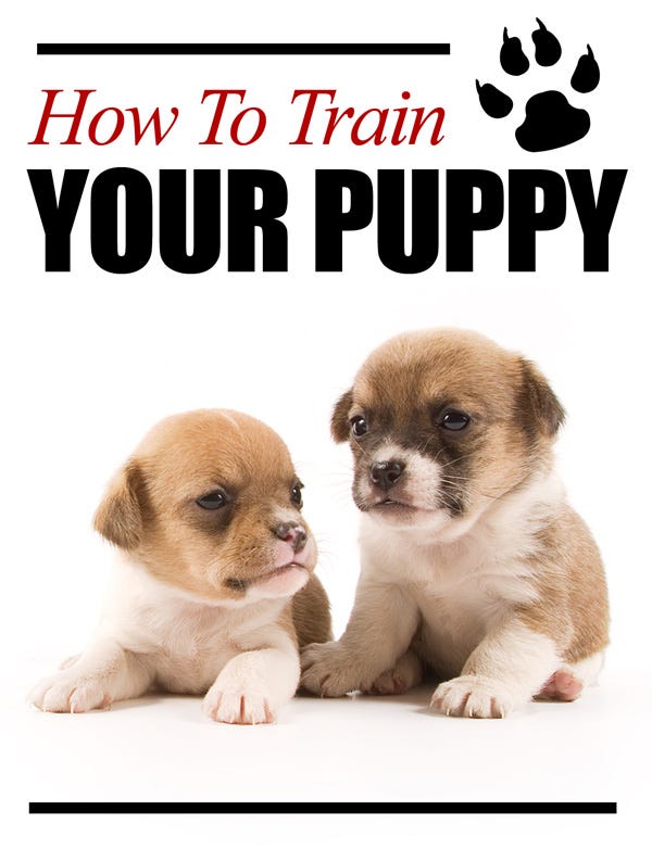 HOW TO PUPPY PAD TRAIN (Best Ever) Medium