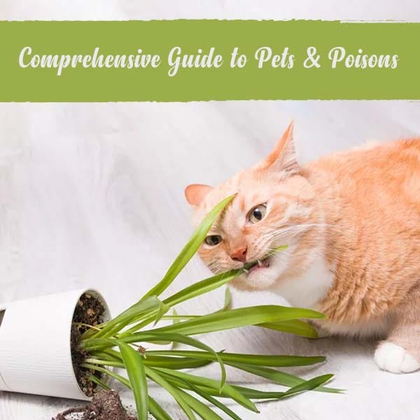 A Complete Guide to Poison and Pets petcaresupplies Laytonalice