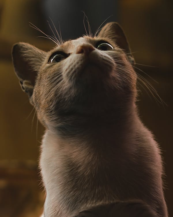 Why Do Cats Scratch? Understanding the Reasons Behind the Behavior and