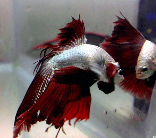 Do Betta Fish Like Mirrors?. Betta fish, with their vibrant colors