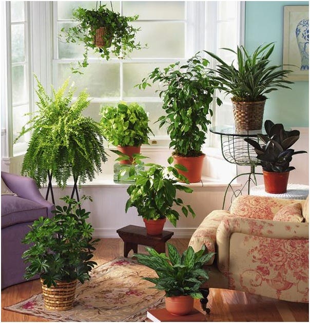 Top 10 Mosquito Repellent Plants for Your Home Garden by Green Decor Medium