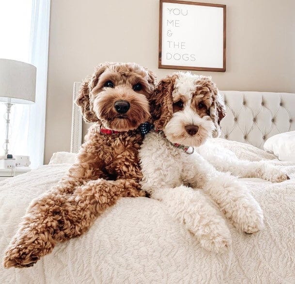 Labradoodle Puppies Everything You Need to Know in 2024