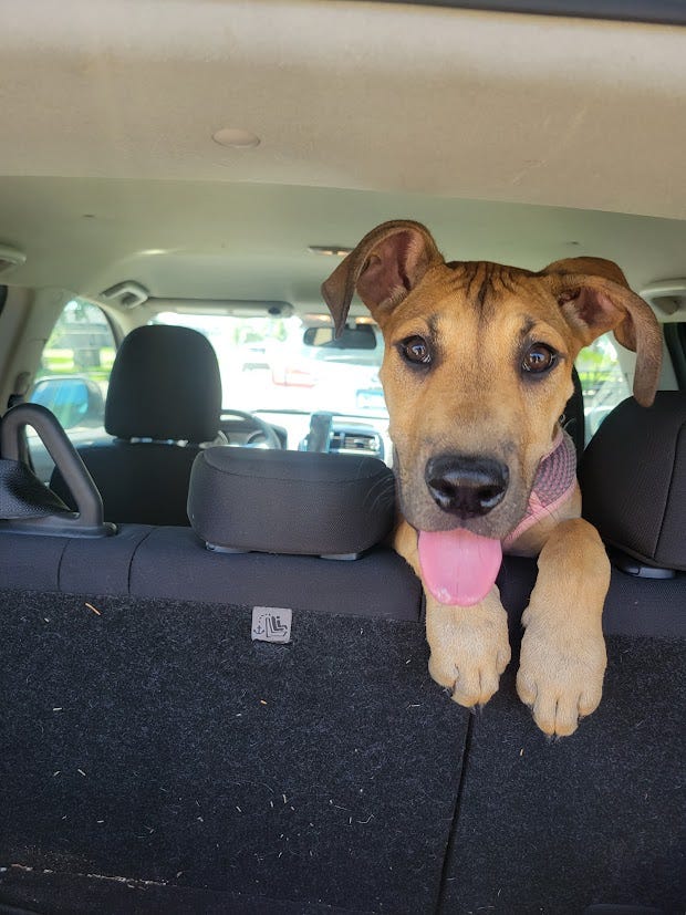 While I Teach My Foster Dog to Sit, She Teaches Me Everything Else by