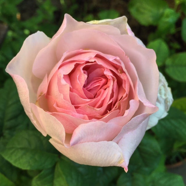 Most fragrant roses for containers to grow in a low maintenance and