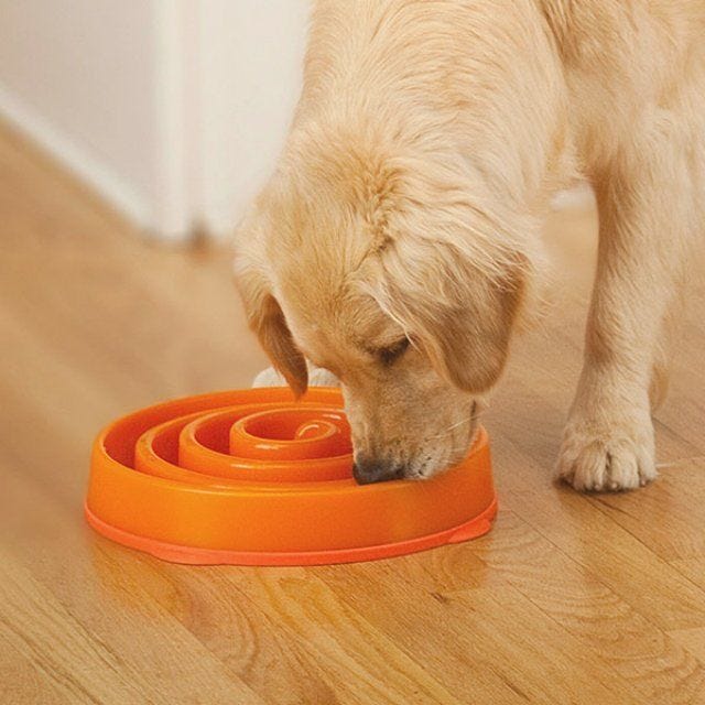How To Keep Your Dog From Eating Too Fast — The Canine Compendium by