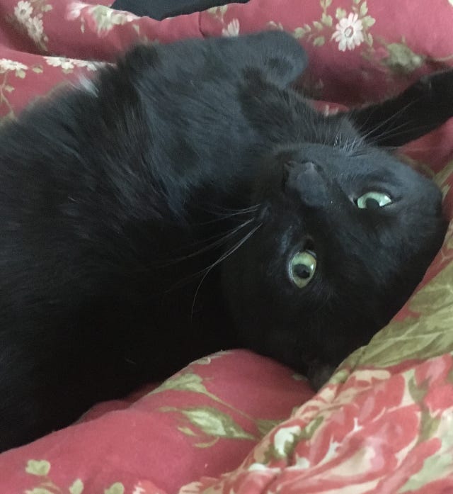 Why Your Cat Kneads You. There’s more than one reason by L.A. Strucke