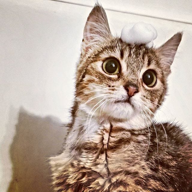 7 Common Reasons Cats are Bathed. Its okay to bathe your cat and here’s