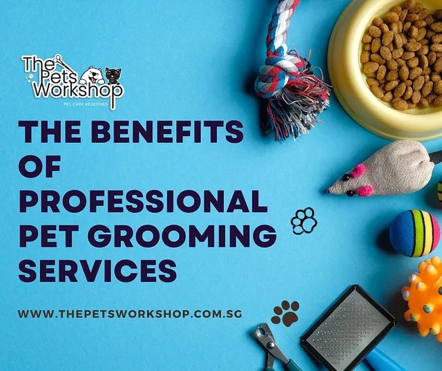 Choosing professional pet grooming services isn’t just a luxury — The