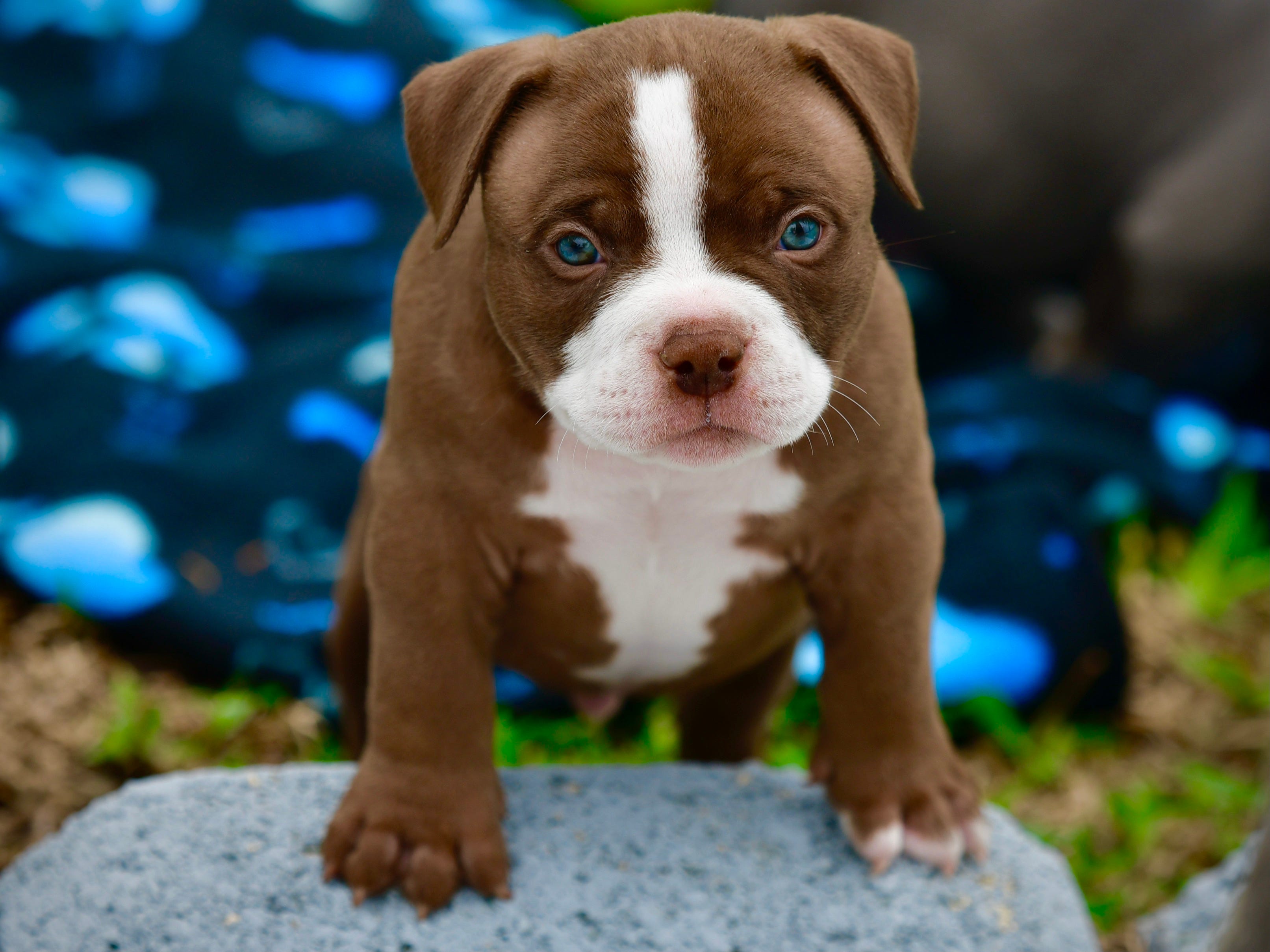 Micro American Bully