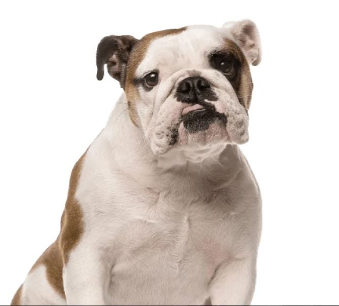 Pet Bowl. The Enhanced Pet Bowl is uniquely… by Mathew hayden Feb, 2024 Medium