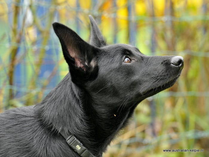How much do Working Kelpies cost? Sweeny jane Medium