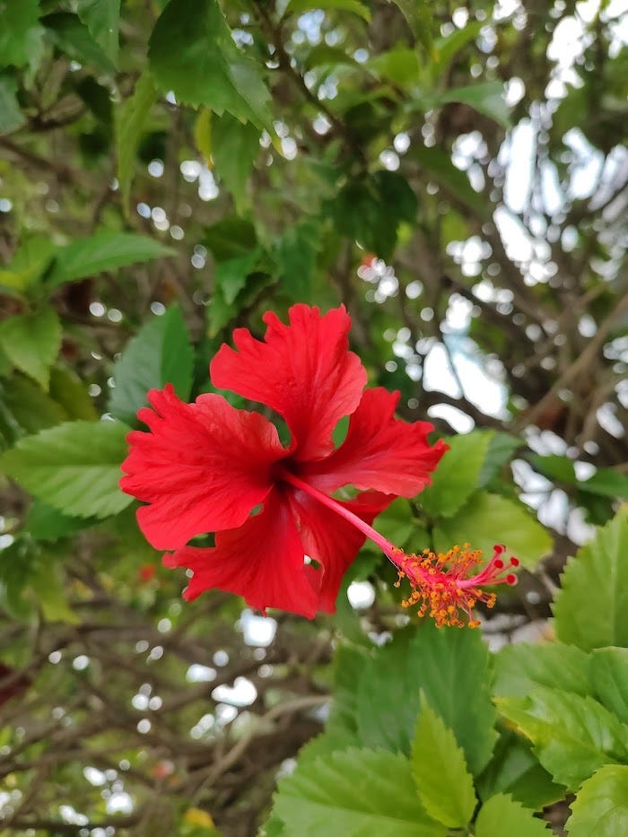 I Am A Shameless TreeHugging, FishObsessed, NatureLover. Here’s Why