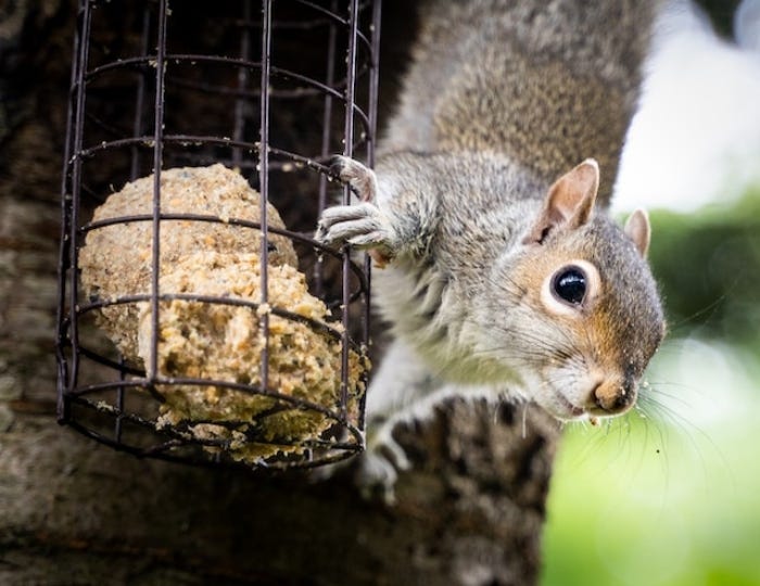 How to Keep Squirrels Away from Your Bird Feeders by Really Wild Bird