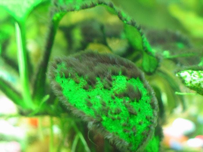 Get Rid of Black Beard Algae in Your Aquarium with These Simple Tips