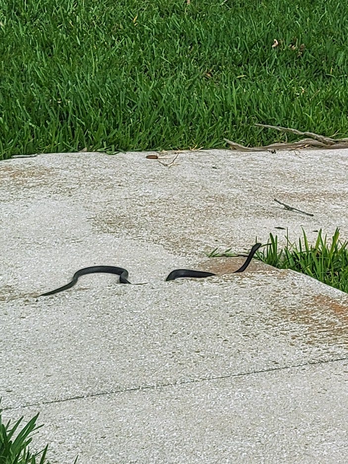 Why are we so scared of snakes. Writers’ Blokke