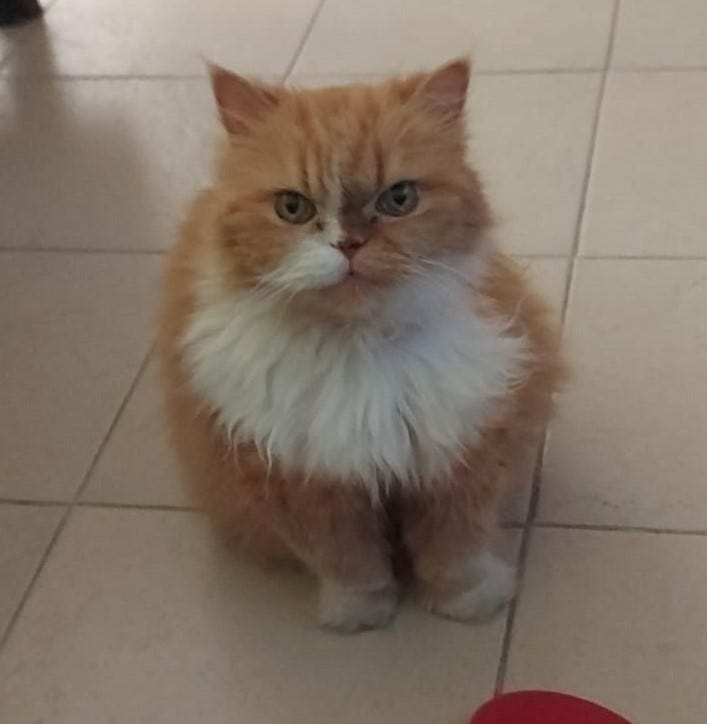 The grief of our pets.. It’s amazing how can a pet change your… by