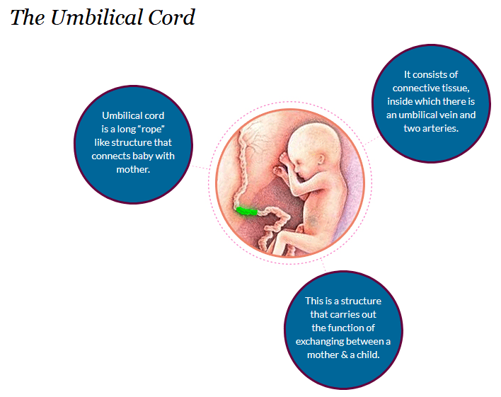 3 Reasons to Opt for Cord Blood Banking by Sara Rajput Medium
