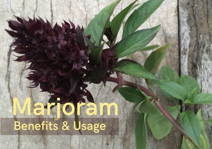 What Is Marjoram? Benefits and Uses Snaana Social Medium