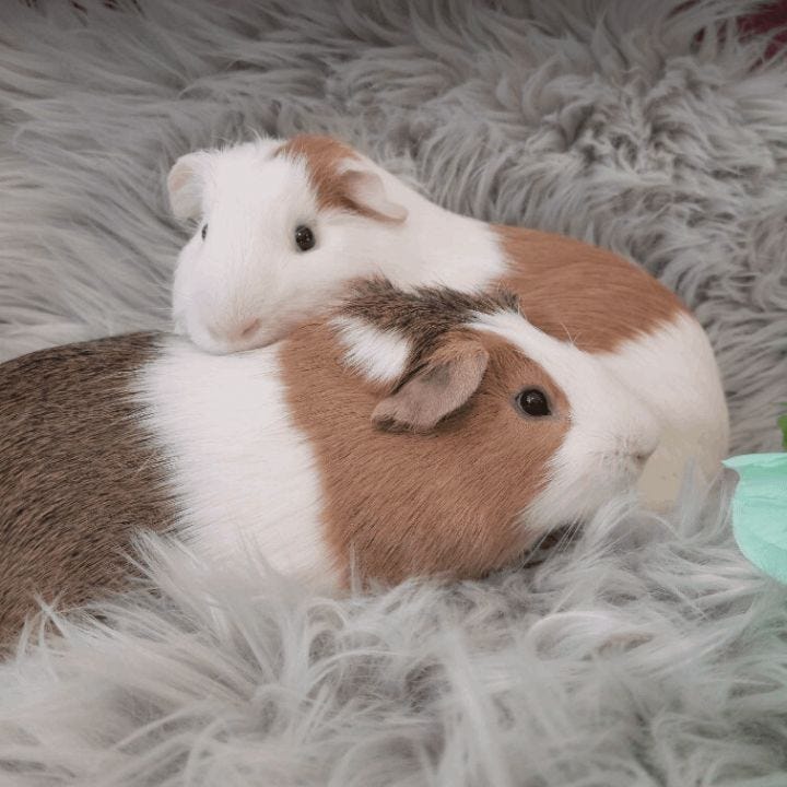 Why Ritz Crackers Are A Treat Your Guinea Pig Should Avoid by Charles