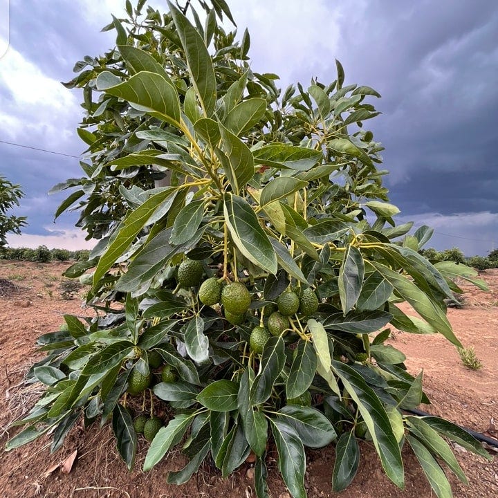 Importance Of Intercropping Hass With Fuerte Avocado Trees & What