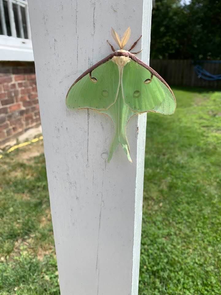 What Are Luna Moths and Their Meaning? by Shadows Pub Medium