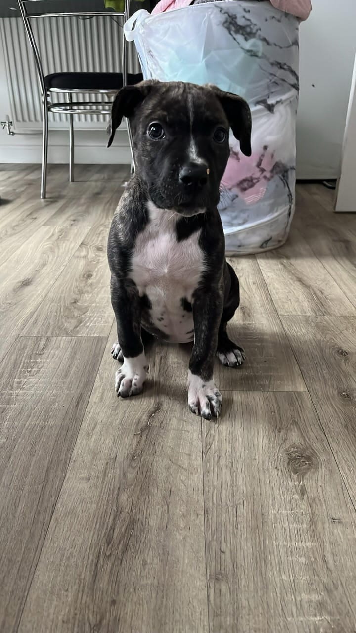 Why does my dog bark at me when I leave the house? by Indian girl