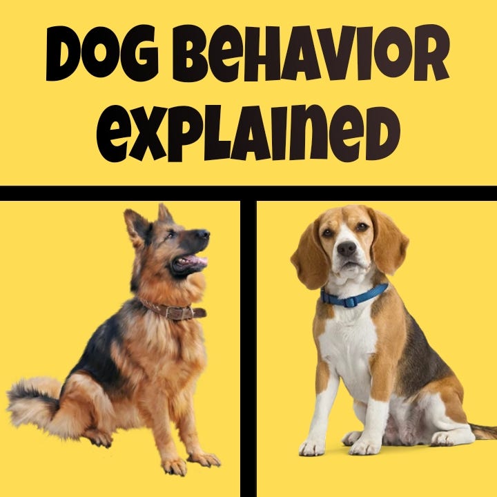 The Explanation and Solution to your Dog's Weird/Unwanted Behaviour