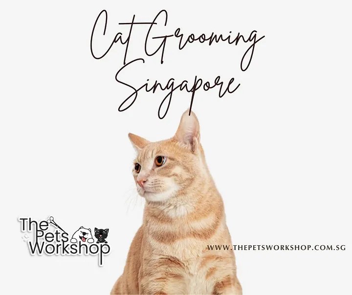 Tips for Maintaining Healthy Cat Fur — The Pets