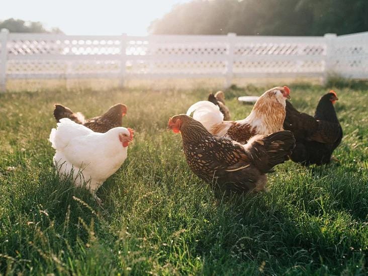 What is the Best Feed for Chickens in Summer? by ABTL Enzymes Medium
