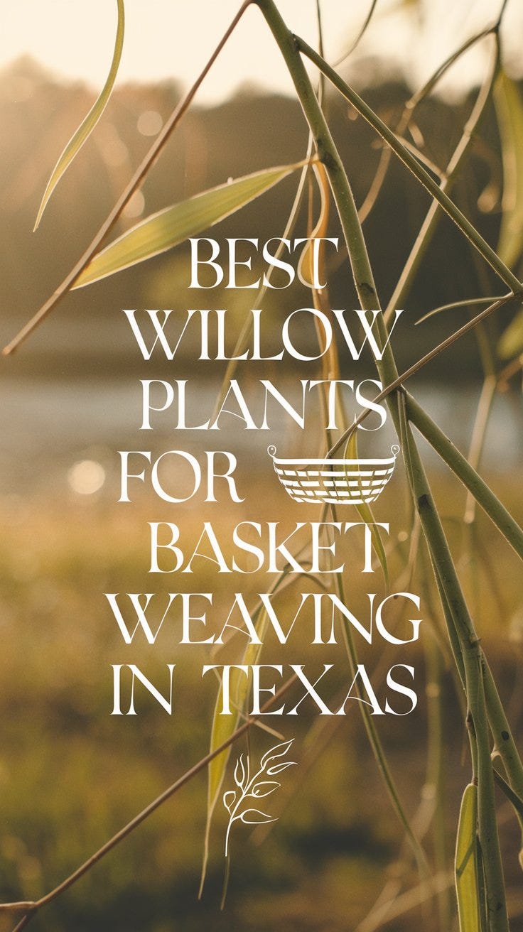 Best Willow Plants for Basket Weaving in Texas by Ashley Scott Oct