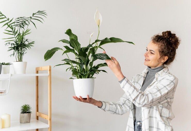 The Hidden Health Risks Can Your Houseplants Make You Sick? by Elle
