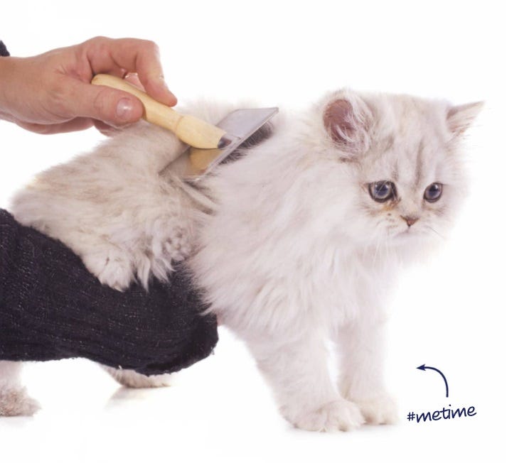 A hairy situation. Grooming tips for your long haired cat by WangMimi