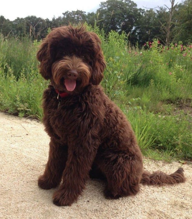 The Chocolate Labradoodle A Delightful Blend of Charm and Personality