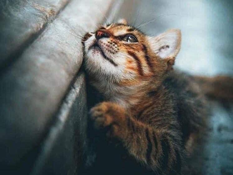 6 SECRET WHY DO CATS GO TO OTHER HOUSES? by Beonligne Medium