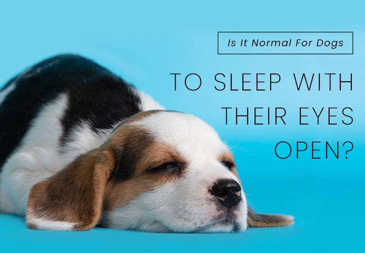 Is It Normal For Dogs To Sleep With Their Eyes Open? by joshuascott